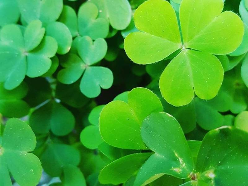 March 2021 Newsletter